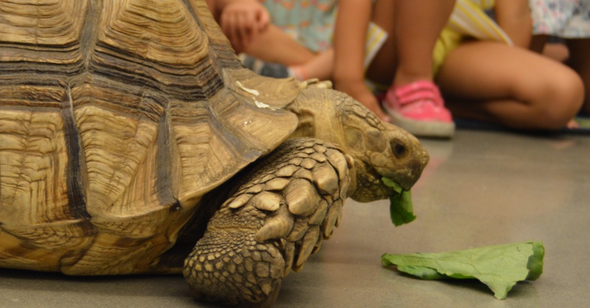 ftd-image-how-animal-interaction-improves-childrens-development-601de58f4d4c9