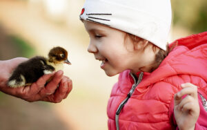 Image of a little girl looking at a duck