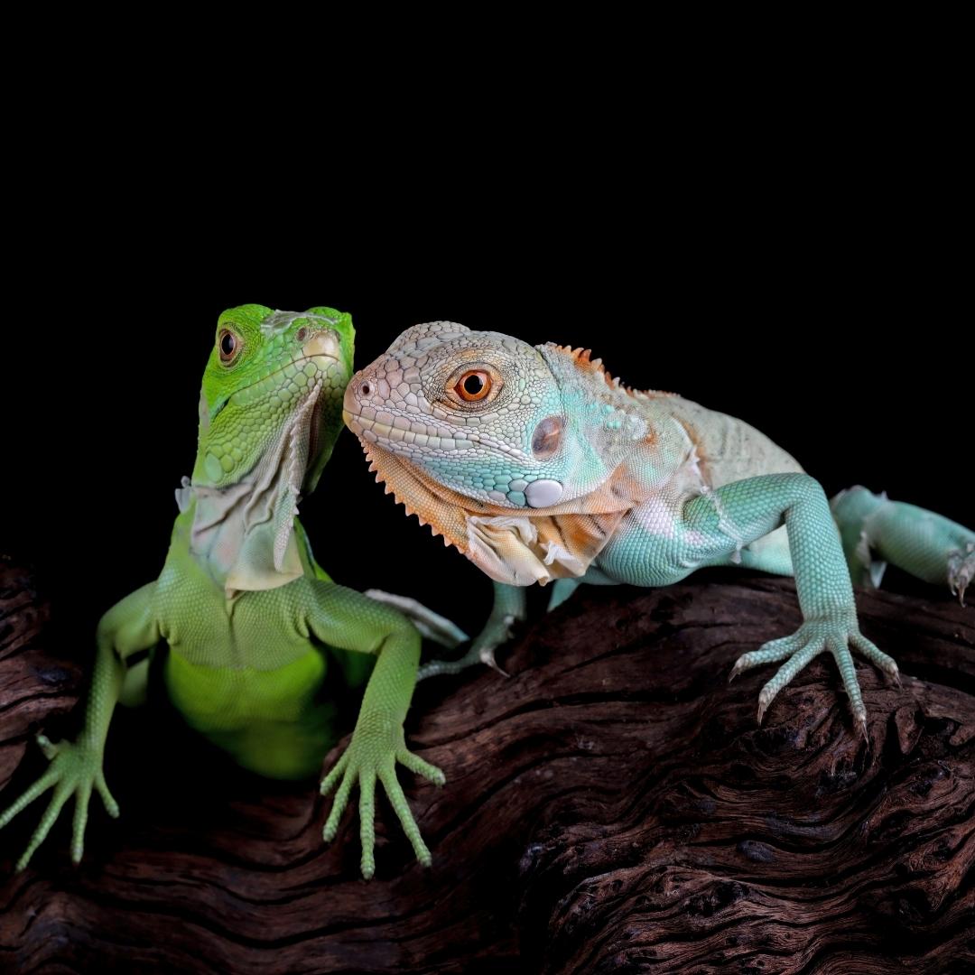 Image of lizards