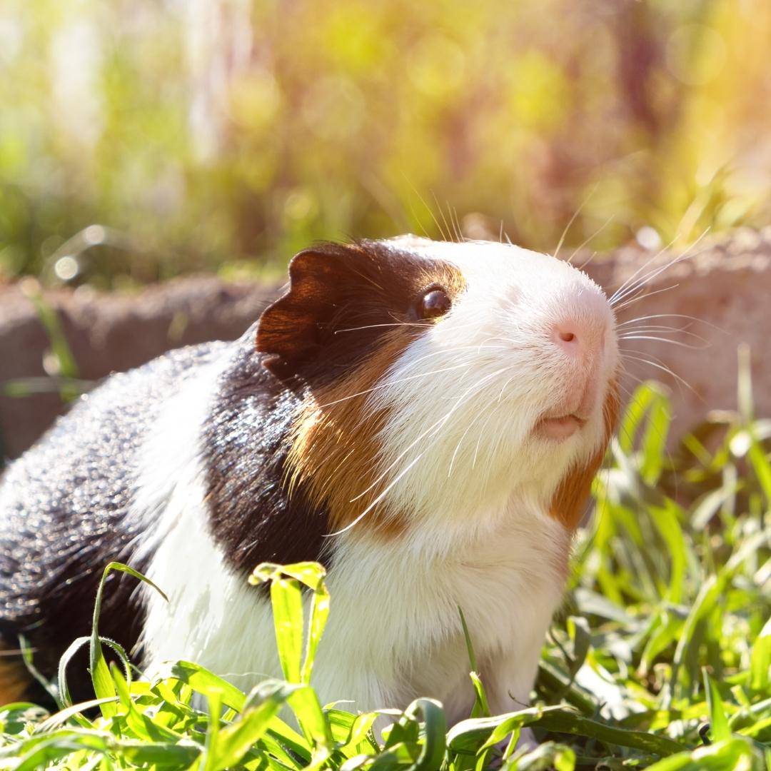 image of a guinea pig