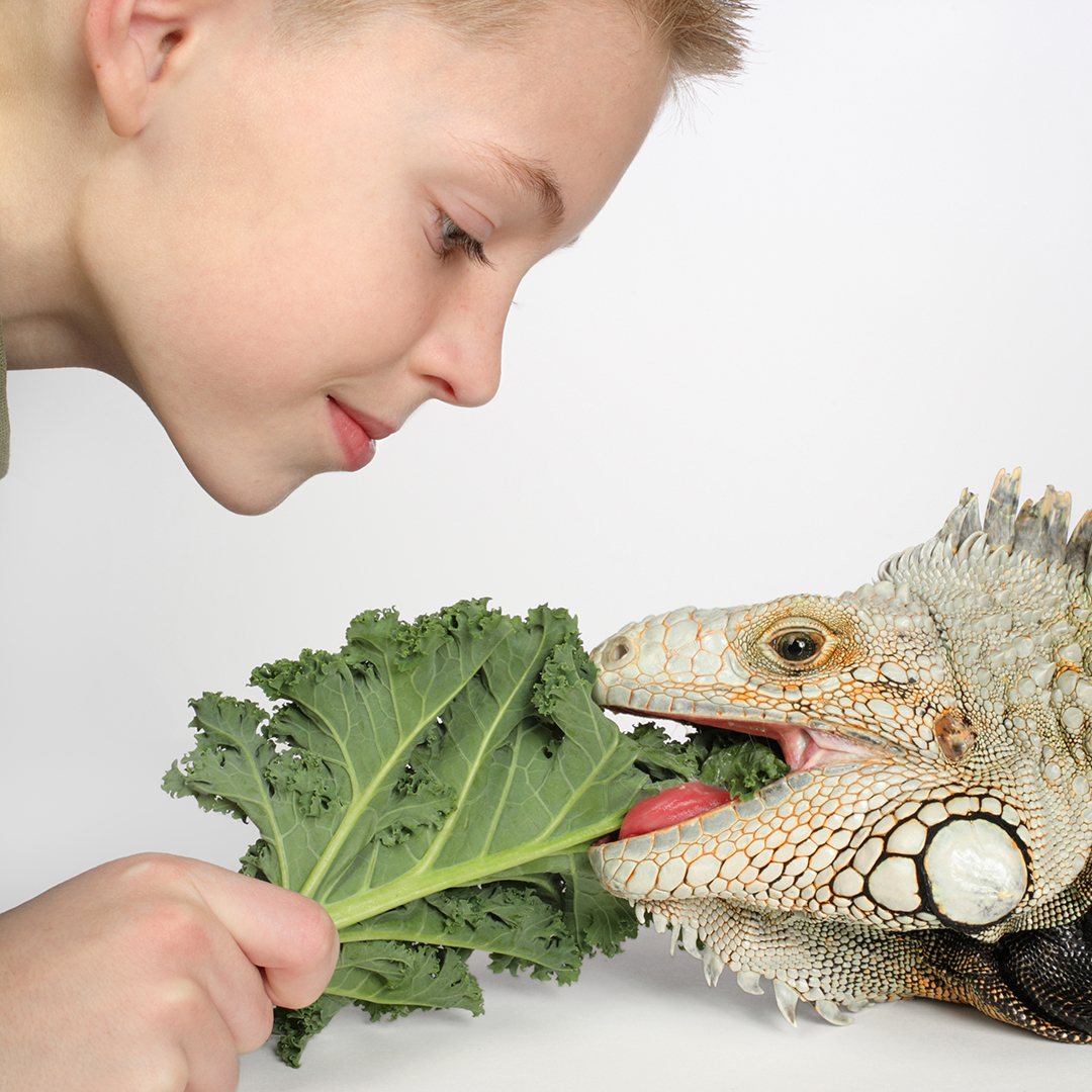 Image of a kid feeding an iguana