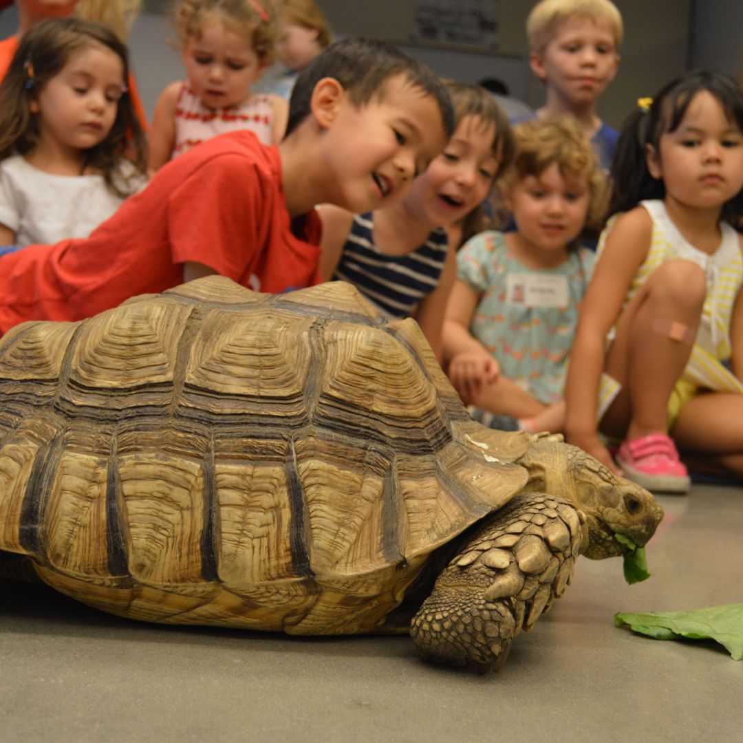 Large tortoise with kids admiring behind it