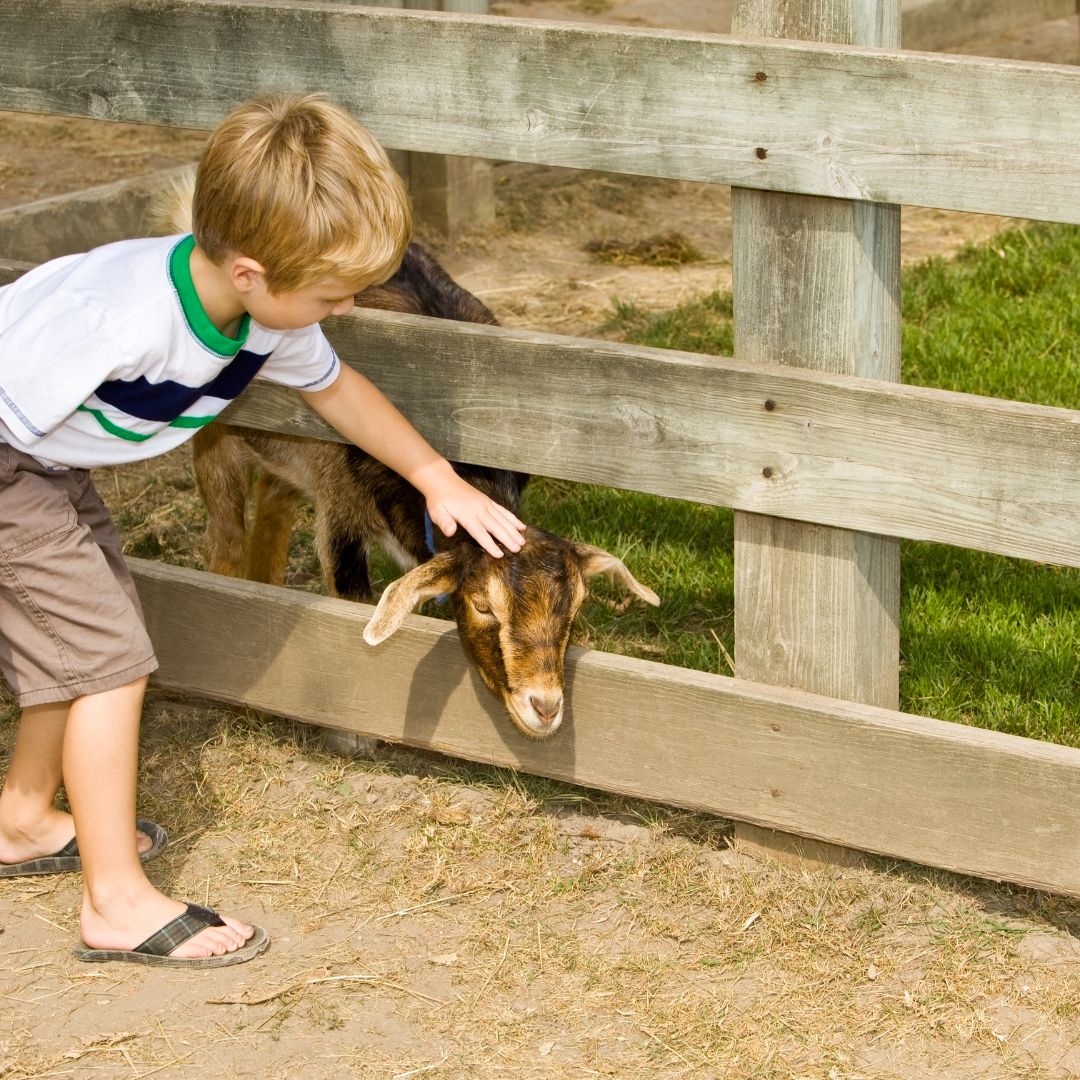 art farm petting zoo
