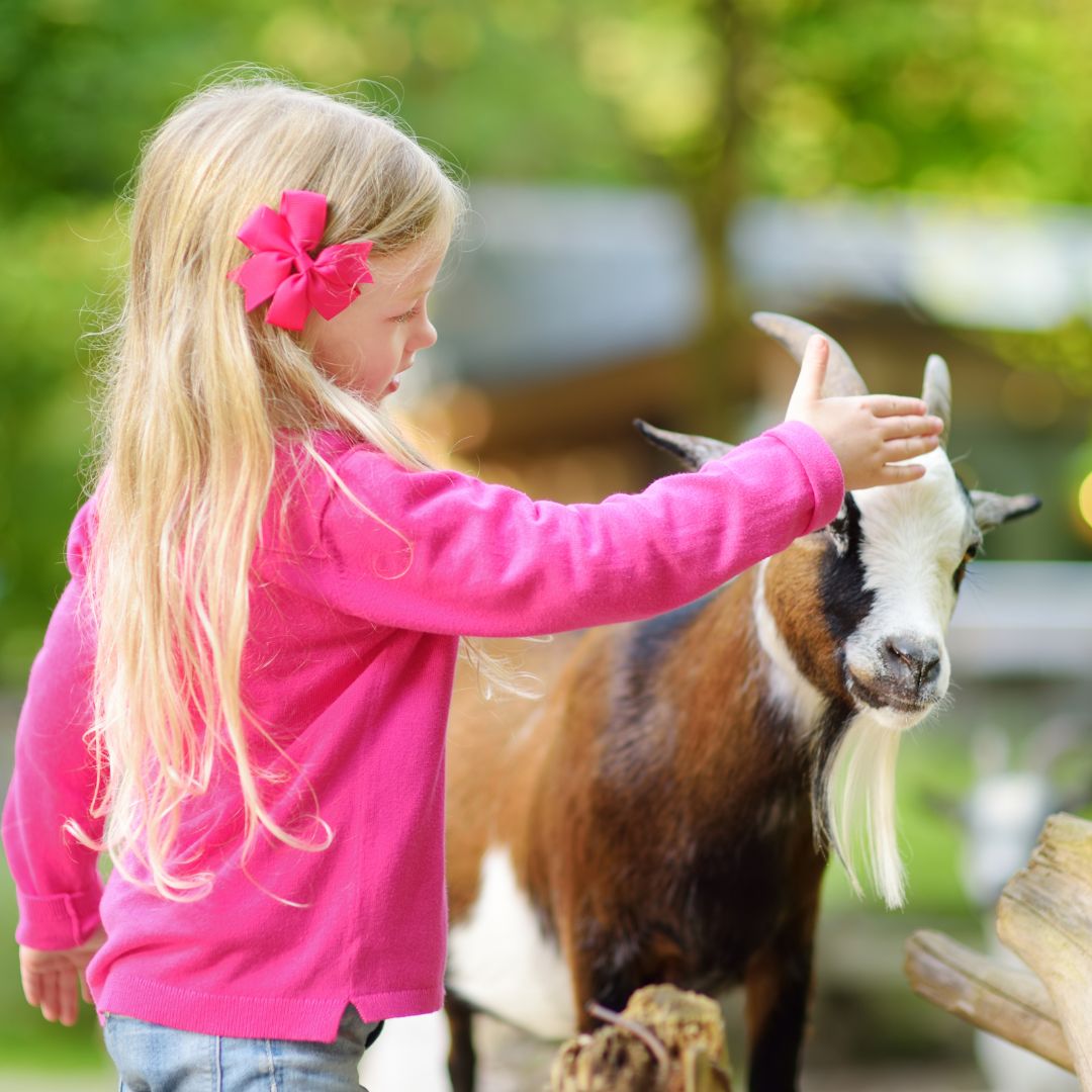 art farm petting zoo