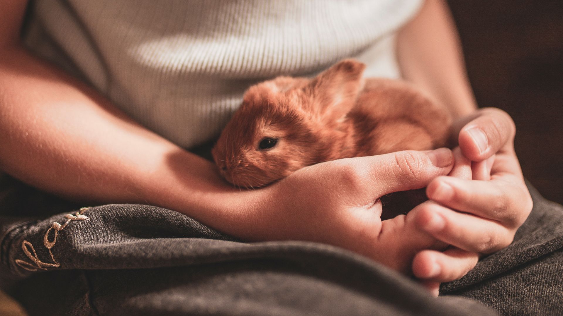 child holding a rabbit