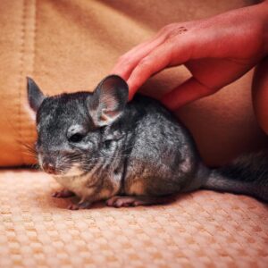 chinchilla