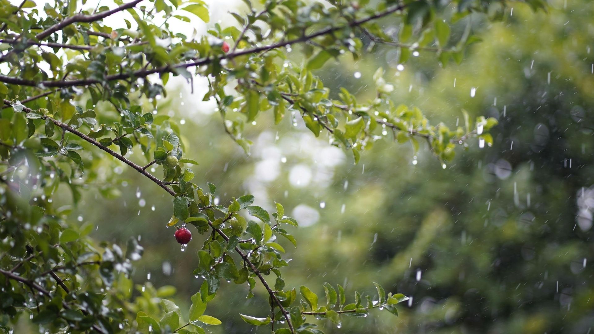 rainy spring weather